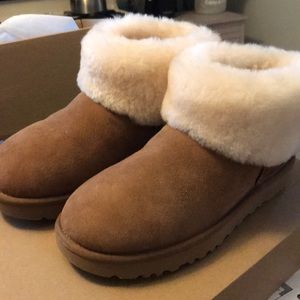 NWT mini chestnut uggs